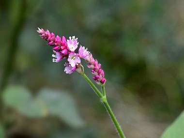 莹莹不让尿还喝水用棉花堵